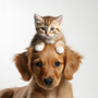 The Pets Pad