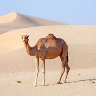 Le Chameau🐪🇨🇦🎈