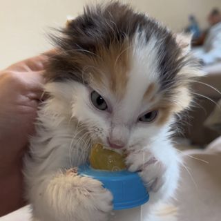 Mr.Lucky Le Chat