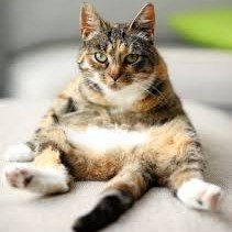 Bagad Cat