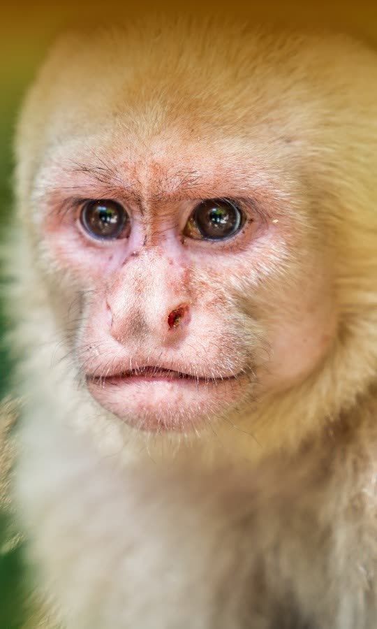 What Happened To The Girl Raised By Monkeys?