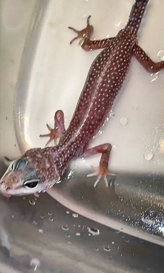 Abandoned Baby Gecko Rescue 😱
