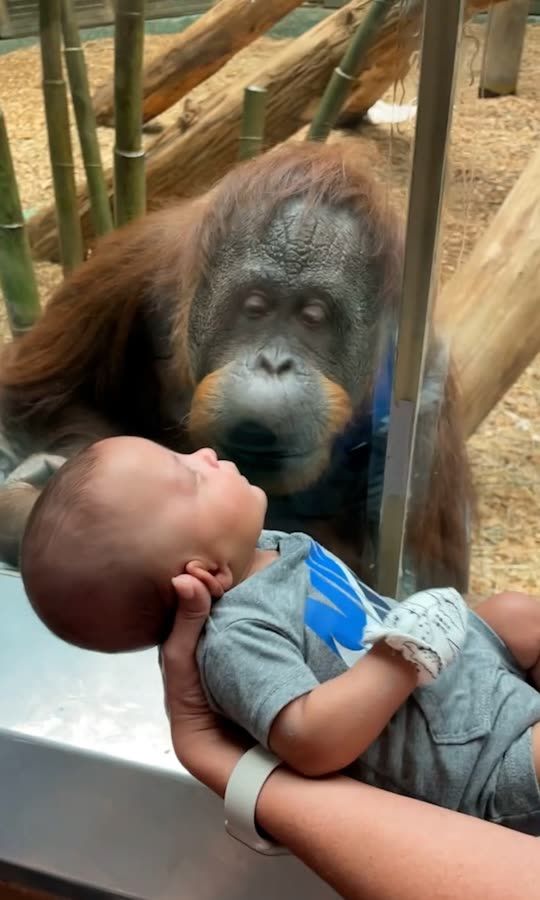 ICYMI: Orangutans, squirrels, dogs and cute kids