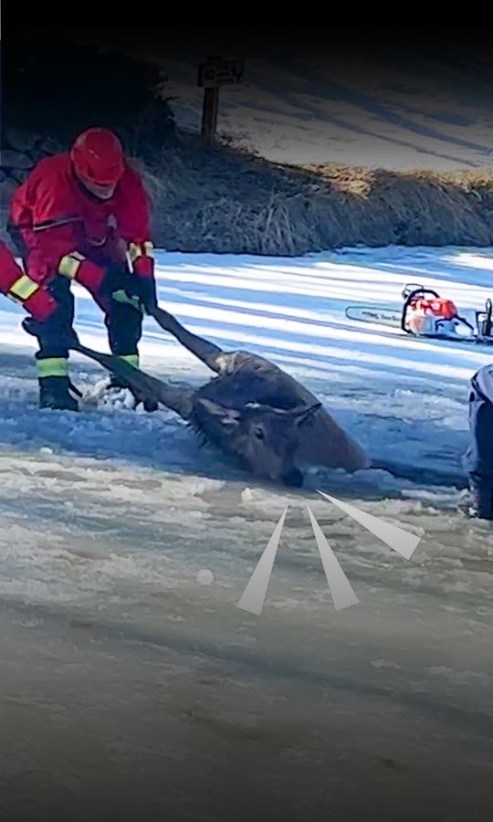 This 900-lb Elk Fell Through A Frozen Pond