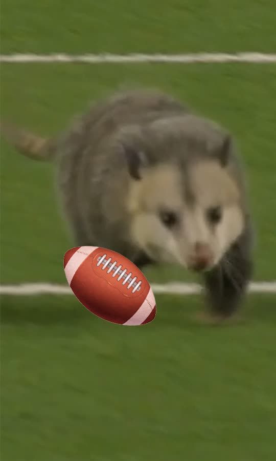 Possum Ran In For The TD 😅