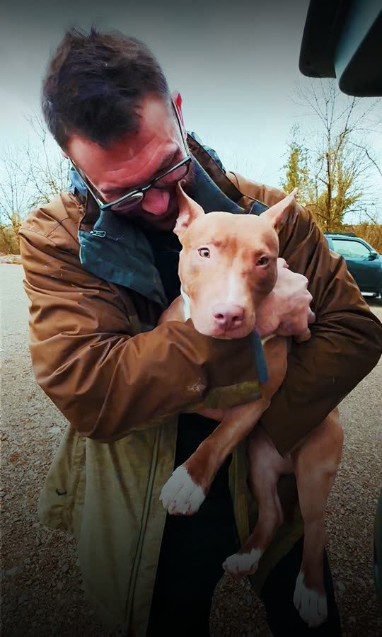 This Shelter Pittie Is About To Wobble Into Your Heart