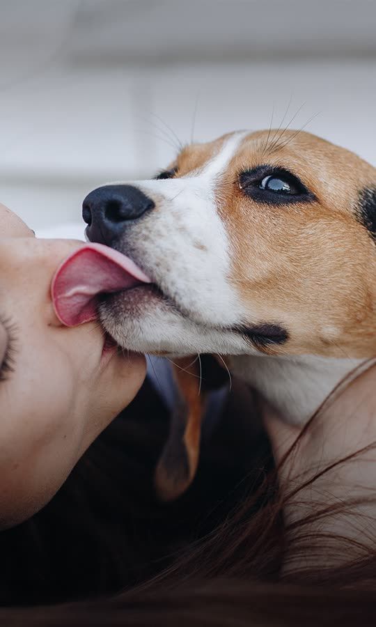 People Have Died From Dog Licks — Here's Why