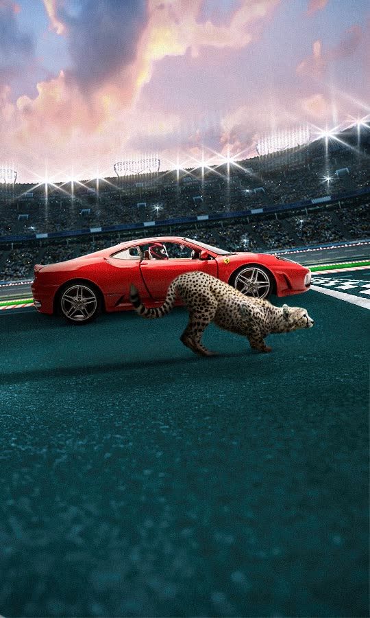 Cheetah VS Ferrari