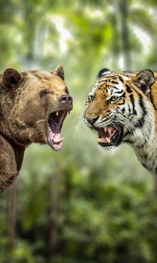 Watch This Bengal/Grizzly Fight