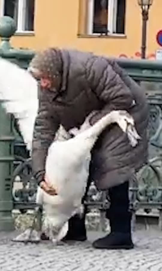 Old Woman Yeets A Swan To Save Its Life, And More!👀 🦢