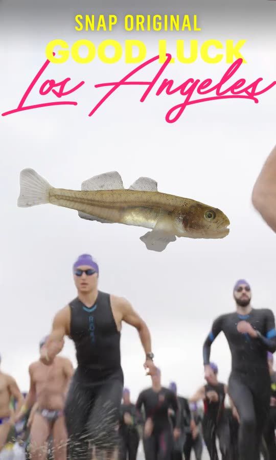 They Blame A Fish For Stopping This Race, But Is It True?