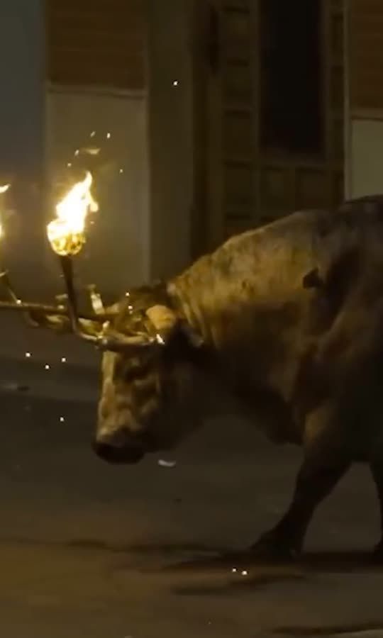 En Espagne, un taureau en détresse les cornes en feu