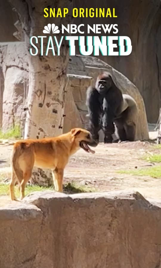 Dog comes face to face with gorilla at SD Zoo