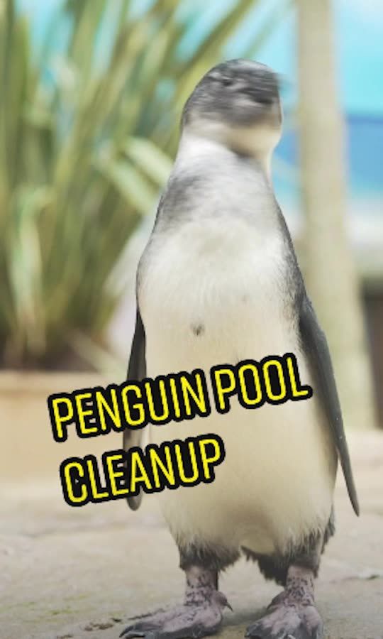 clean a slimy penguin pool