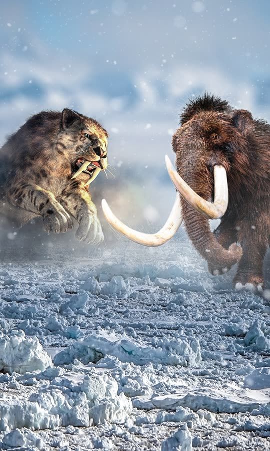 Saber-Toothed Tiger vs Woolly Mammoth