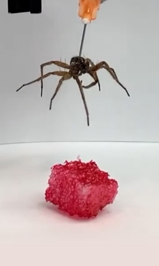 Cette araignée se transforme en pince !