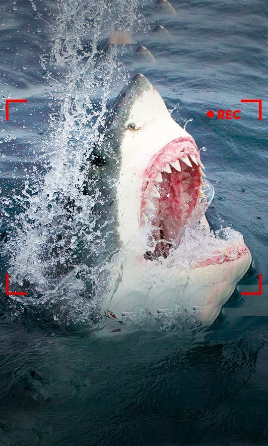 Guy Catches A Spiraling Vortex Of Sharks On Cam