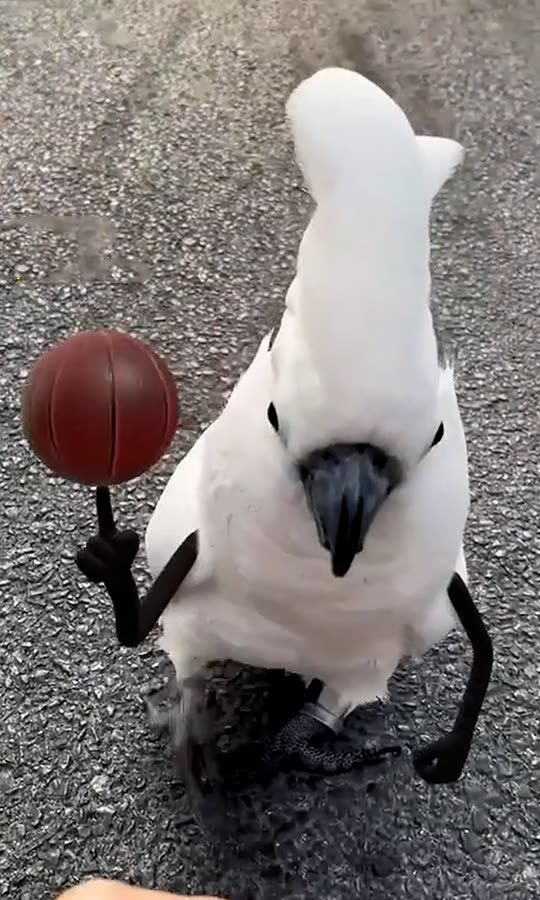 This Bird Can Cross You Up