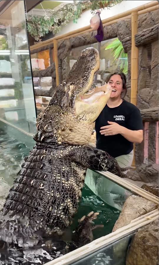 The Reptile Zoo Snapchat