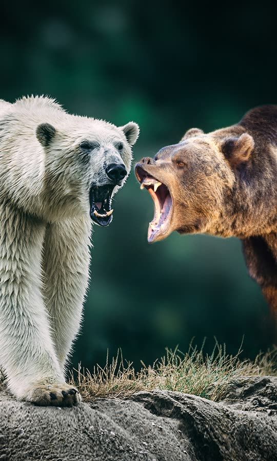 Who Would Win the Battle of the Bears?