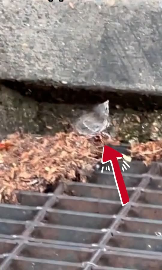 baby bird falls in sewer 😭