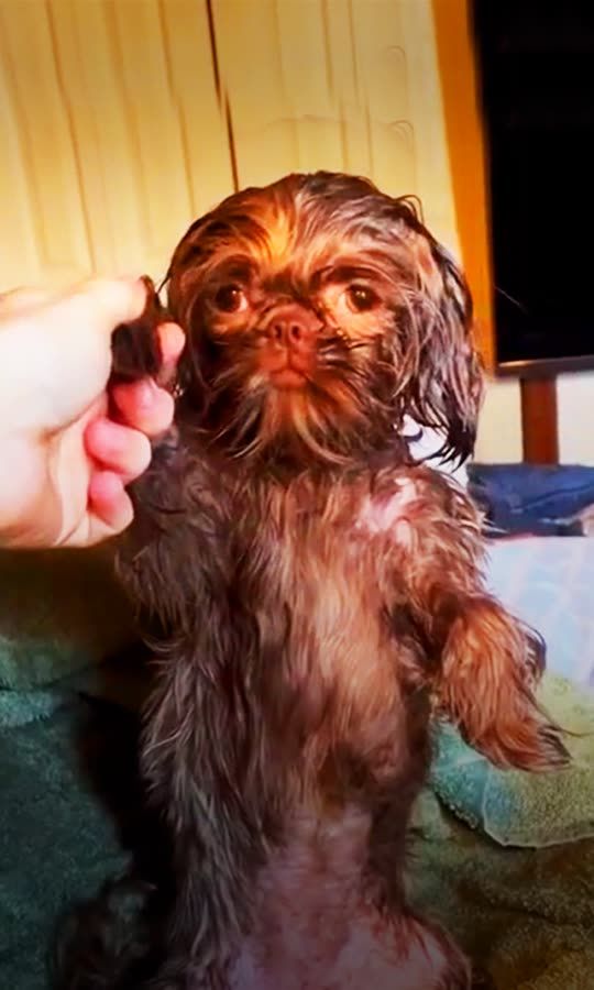 This Mini Chewbacca Has The Cutest Habit