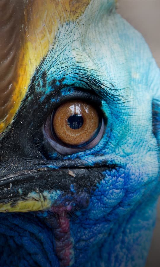 This Is The World's Most Deadly Bird
