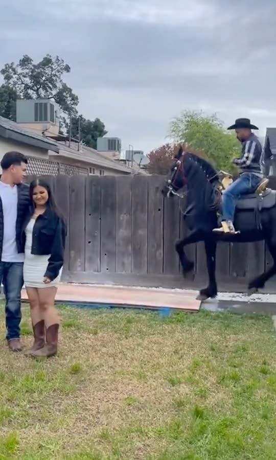 A Horse Did Their Gender Reveal!