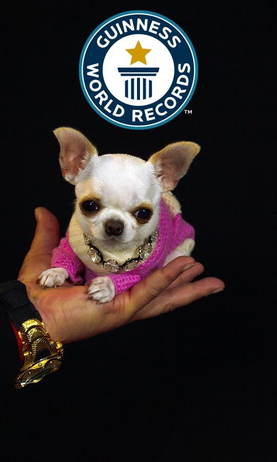 Perfect Pearl is the World's Smallest Dog
