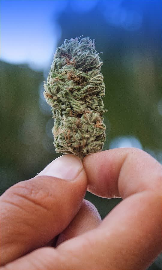 Does Marijuana Make Anxiety Better Or Worse?
