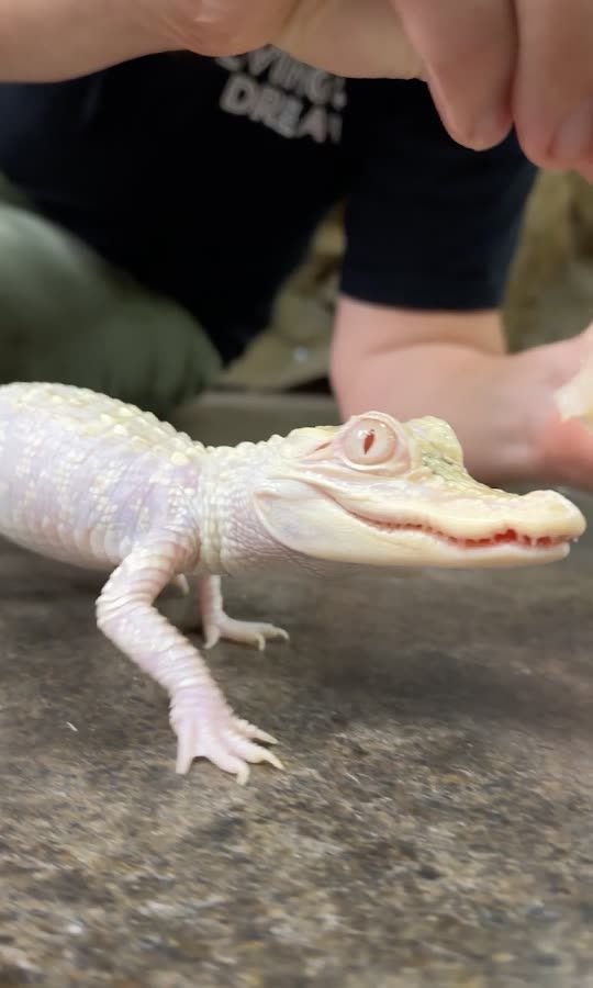 The Reptile Zoo Snapchat