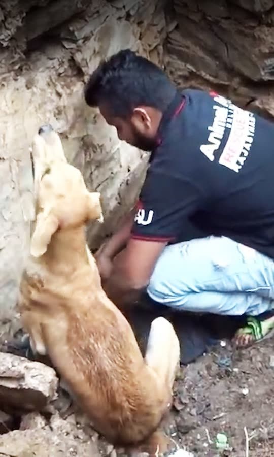 Mama Dog Saves Puppies From A Collapsed Building
