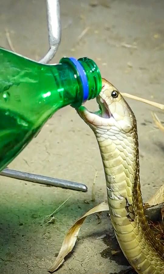 Incredible Endangered Snake Rescue 😱