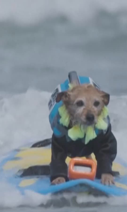 Californie : des chiens surfent comme des pros 🐶