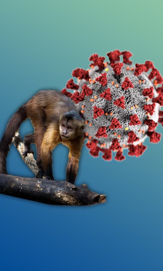 Après le Covid-19, la variole du singe?