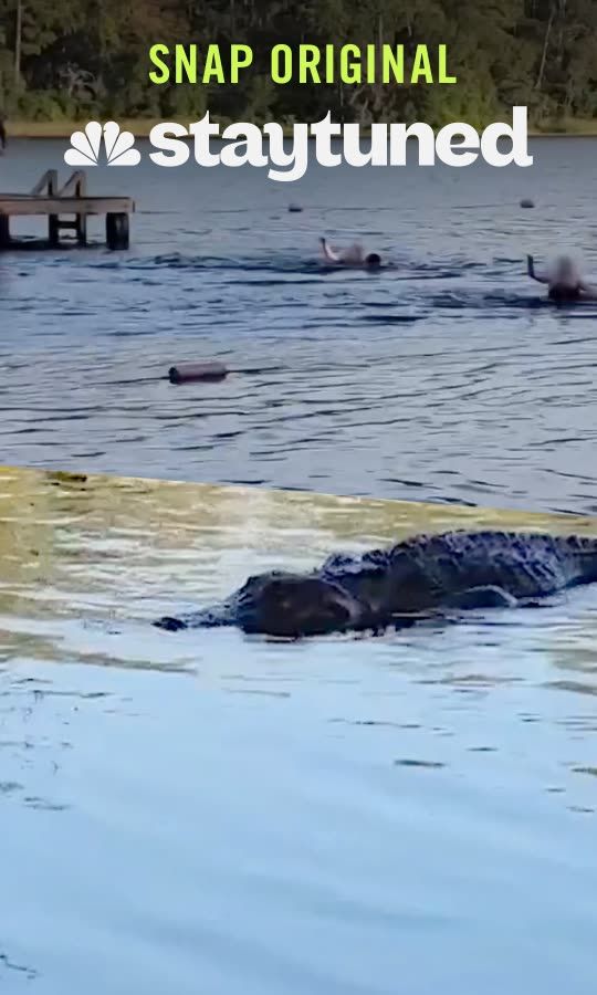 Video: Girl scouts close encounter with gator