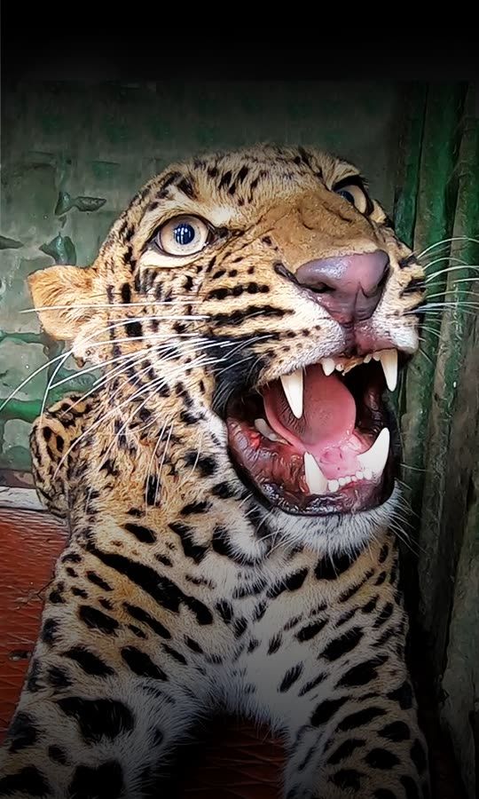 These Up Close Leopard Rescues Are So Intense