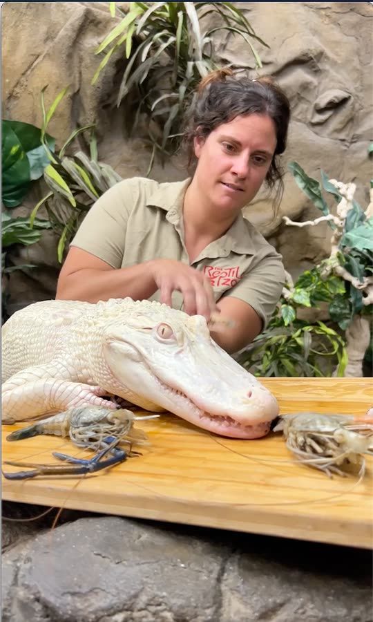 The Reptile Zoo Snapchat