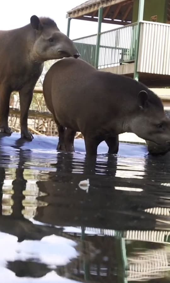 Cleaning a Tapir's nasty pool