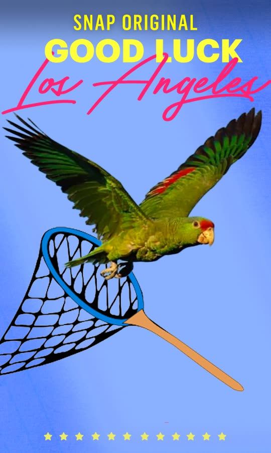 Parrot Killer on the Loose in LA!