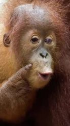 Preview for a Spotlight video that uses the Orangutan Lucu Lens