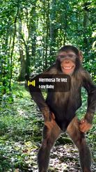 Preview for a Spotlight video that uses the smiling chimpanzee Lens