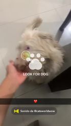 Preview for a Spotlight video that uses the Dog Names Lens