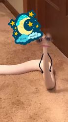 Preview for a Spotlight video that uses the angry snake Lens