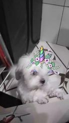 Preview for a Spotlight video that uses the Pet Unicorn Lens
