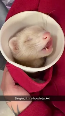 Witness a charming close-up of a ferret playfully exploring its surroundings. This delightful pet moment captures the curious nature of ferrets in a candid and endearing way. by @squashha with squashha by Original Sound