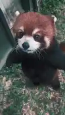 animals by @marcus.randall with original sound