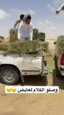 شاهد مناحي الرجباني وفريقه أثناء نقل حزم القش في مزرعة ريفية تحت أشعة الشمس الساطعة. يتعاون الرجال بسلاسة لنقل الحزم من شاحنة إلى أخرى، مما يعكس جوانب الحياة الريفية والعمل الجماعي. يبرز الفيديو المهارات العملية والتنظيم في بيئة زراعية حقيقية. by @manahi.20 with manahi.20 by Original Sound
