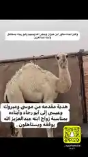 Watch Khalifa Eid's camel adventure unfold in real-time. This video captures the majestic beauty of desert life, showcasing the camel's journey through the vast sands. Experience the essence of traditional travel with Khalifa Eid as your guide. by @kh-p19 with kh-p19 by Original Sound