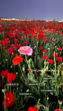 Video by @nouf4445 with original sound